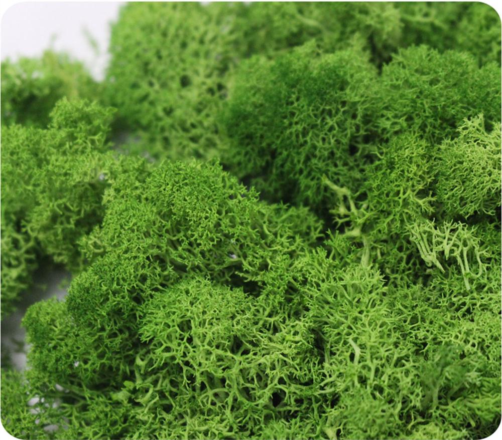 Yapay bitki ebedi hayat Moss b - Preserved Moss Sheet incelemesi ve fiyatı